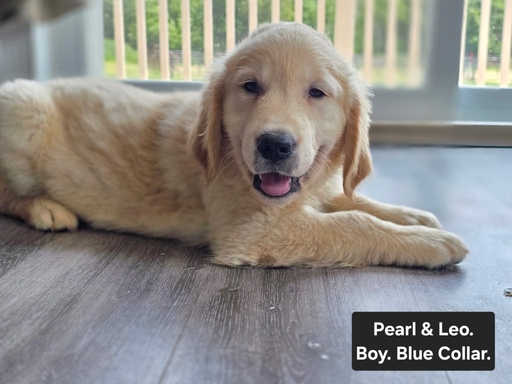 Blue Collar - Goldenridge Kennels