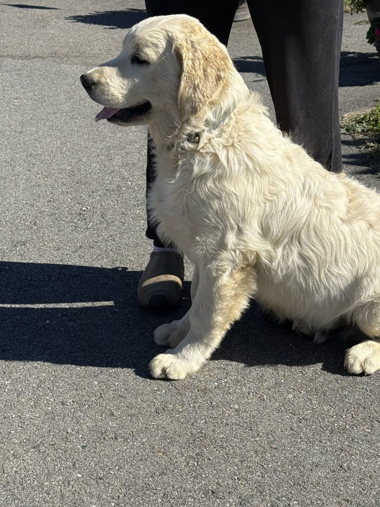 Light Blue Collar - Goldenridge Kennels
