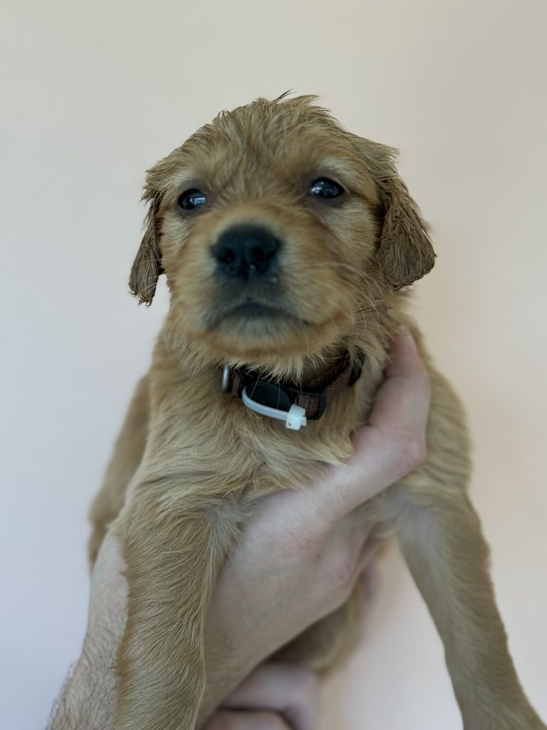 Brown collar/pink-orange-blue - Goldenridge Kennels