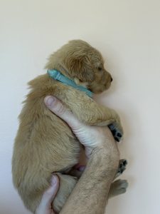 Blue collar - Goldenridge Kennels